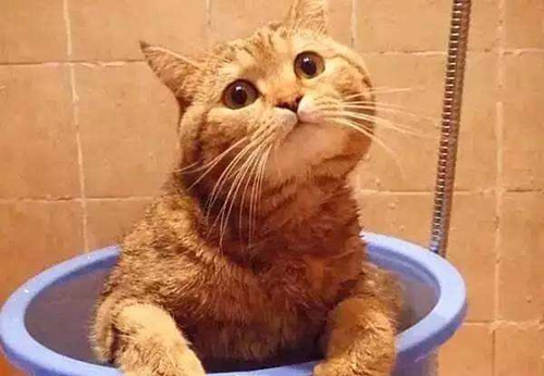 橘貓為什么容易胖 十只橘貓七只胖