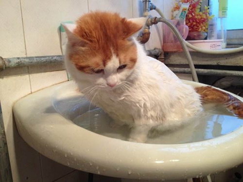 貓咪洗澡用什么沐浴露 貓咪沐浴露選擇技巧