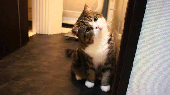 貓能吃蛋清嗎 貓咪偷偷吃蛋清一定要制止