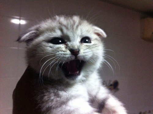 折耳貓幼貓吃什么 幼貓喂養攻略