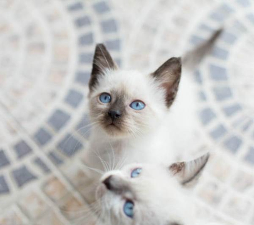 巴厘貓吃什么 巴厘貓飲食習慣