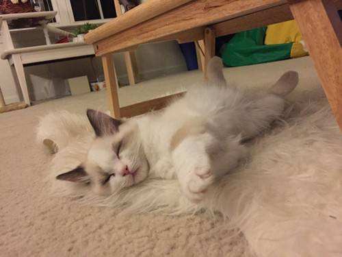 貓咪掉毛怎么處理 貓咪掉毛處理方法