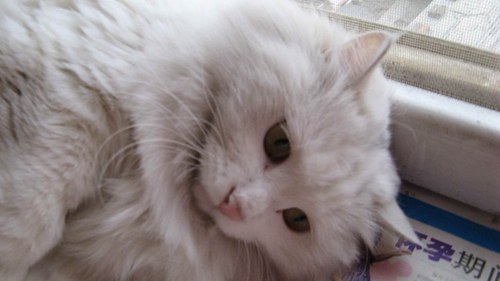 貓咪長青春痘是真的嗎 貓咪青春痘長哪里