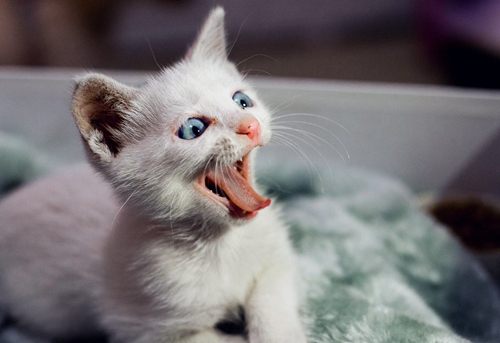 貓咪眼屎多怎么回事 貓咪眼屎多原因