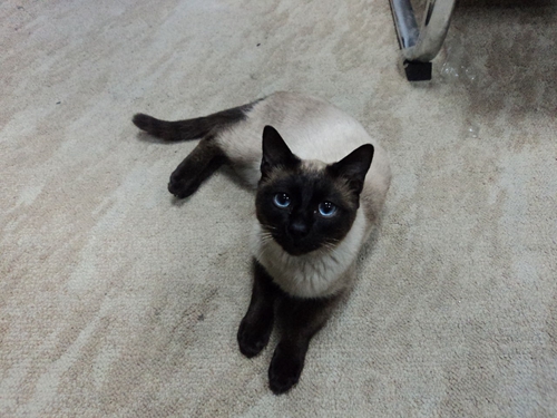 暹羅貓吃什么貓糧 暹羅貓喂養指南