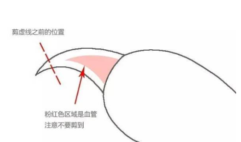 貓咪剪指甲會疼嗎 貓咪剪指甲技巧
