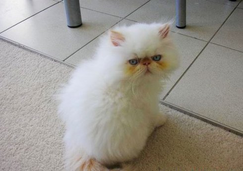 喜馬拉雅貓怎么護理 喜馬拉雅貓護理方法