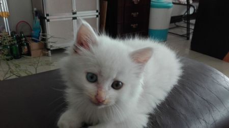 山東獅子貓怎么養 山東獅子貓飼養方法