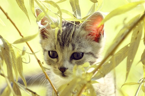 波米拉貓吃什么 波米拉貓喂養(yǎng)知識