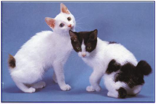 日本短尾貓好養嗎 短尾貓飼養方法