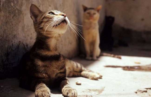 埃及貓如何喂養 埃及貓喂養要點
