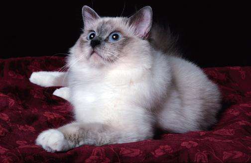 威爾斯貓怎么養(yǎng) 威爾斯貓飼養(yǎng)方法