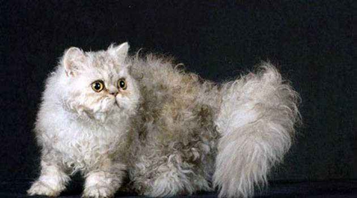 塞爾凱克卷毛貓怎么養(yǎng) 塞爾凱克卷毛貓養(yǎng)護(hù)手冊