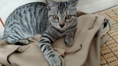 美國短尾貓掉毛怎么辦 美國短尾貓掉毛解決辦法