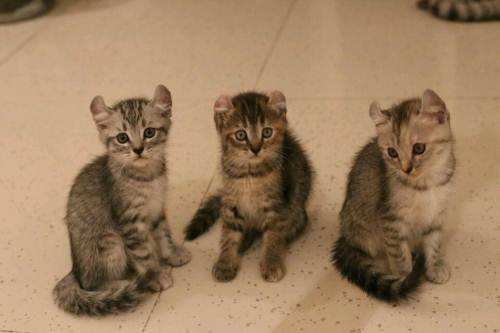 美國卷耳貓好養嗎 卷耳貓飼養要點