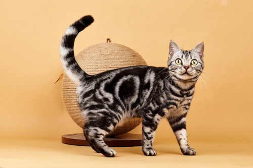 美國短毛貓怎么養(yǎng) 美短正確飼養(yǎng)方法