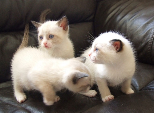 雪鞋貓性格怎么樣 雪鞋貓性格特點