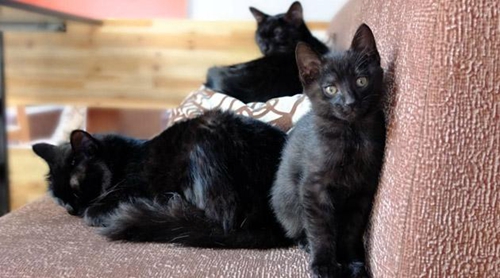 養孟買貓之前要準備什么 孟買貓飼養準備