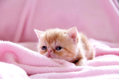 小奶貓一天吃多少頓 小貓多久喂一次