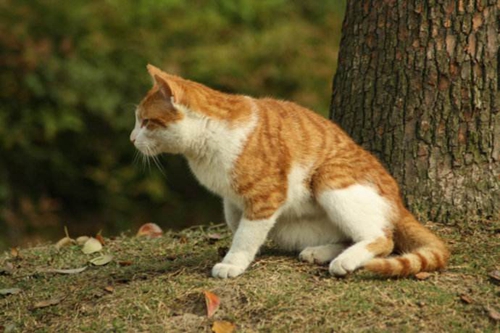 貓咪沒精神怎么辦 貓咪沒有精神原因