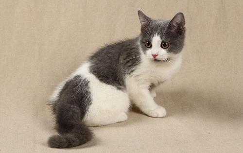 英國短毛貓多久洗一次澡 英短毛發清潔技巧