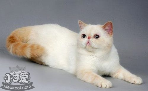 如何養(yǎng)胖加菲貓 加菲貓飼養(yǎng)注意事項(xiàng)
