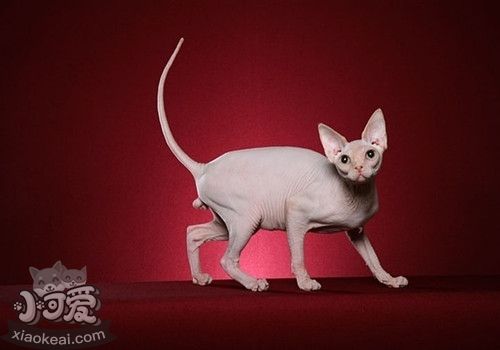 加拿大無毛貓怎么洗澡 斯芬克斯貓喂養(yǎng)記