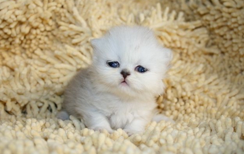 波斯貓怎么養 波斯貓養護知識