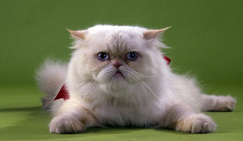 波斯貓毛發(fā)怎么打理 波斯貓美容知識