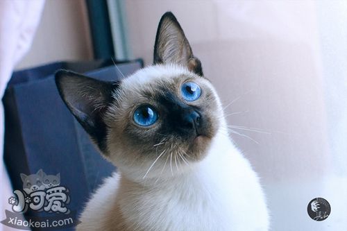 飼養暹羅貓有哪些好處 暹羅貓飼養好處