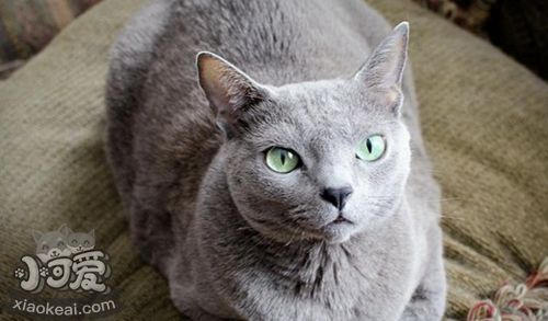 俄羅斯藍貓怎么洗澡 藍貓洗澡方法