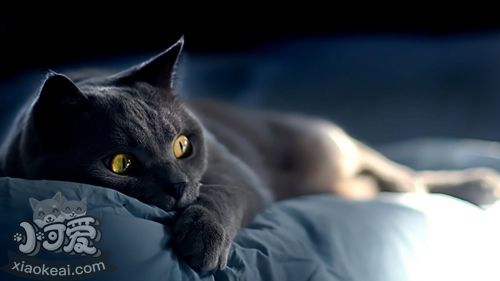 養(yǎng)俄羅斯藍(lán)貓之前要準(zhǔn)備什么 藍(lán)貓飼養(yǎng)準(zhǔn)備工作