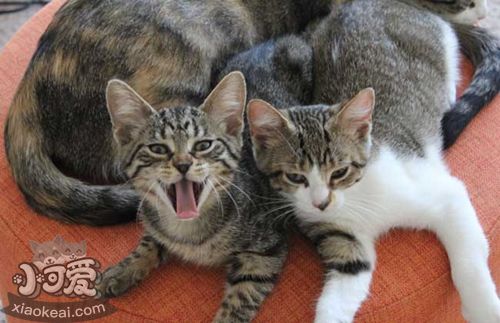 養中國貍花貓應該注意什么 中國貍花貓飼養注意事項