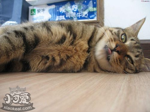 中國貍花貓吃什么 中國貍花貓喂食要求