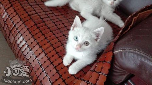 山東獅子貓幼貓一天吃多少粒貓糧