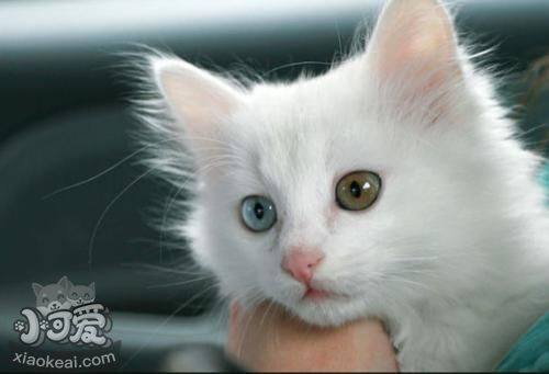 幼貓能吃魚(yú)嗎 山東獅子貓幼貓喂食禁忌