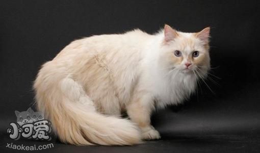 襤褸貓能吃蛋白嗎 襤褸貓飼養經驗