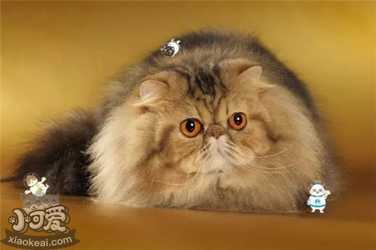 襤褸幼貓不能吃什么 襤褸幼貓喂養技巧