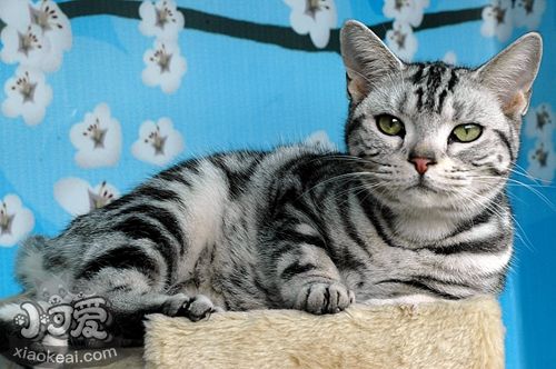 美國短毛貓會掉毛嗎 美短毛發(fā)護理方法