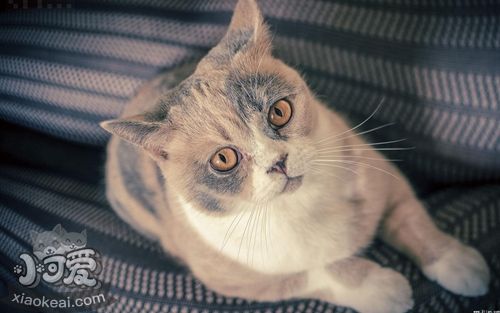 怎么挑選美國(guó)短毛貓的貓糧 美短貓糧選擇