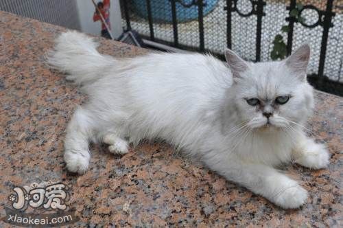 金吉拉貓能吃狗糧嗎 不要讓貓吃狗糧