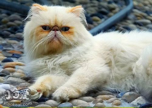 喜馬拉雅貓怎么養 喜馬拉雅貓養護知識