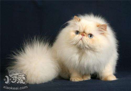 喜馬拉雅貓吃什么 喜馬拉雅貓喂食要求