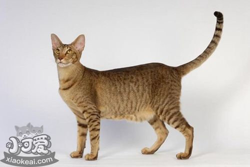 東方短毛貓性格如何 嫉妒心較強的貓