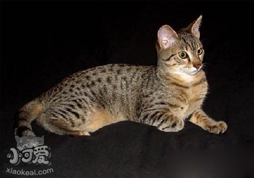 埃及貓吃什么 埃及貓喂食經(jīng)驗(yàn)