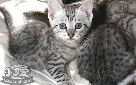 埃及貓掉毛怎么辦 埃及貓毛發護理方法