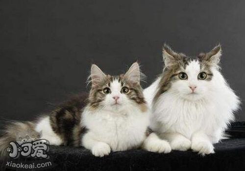 挪威森林貓好養嗎 飼養注意事項