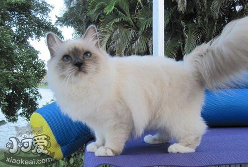 伯曼貓性格怎么樣 伯曼貓性格介紹