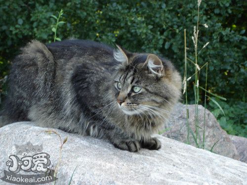 西伯利亞貓怎么養 貓咪生活習性介紹