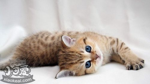 西伯利亞森林貓好養(yǎng)嗎 西伯利亞貓養(yǎng)護知識